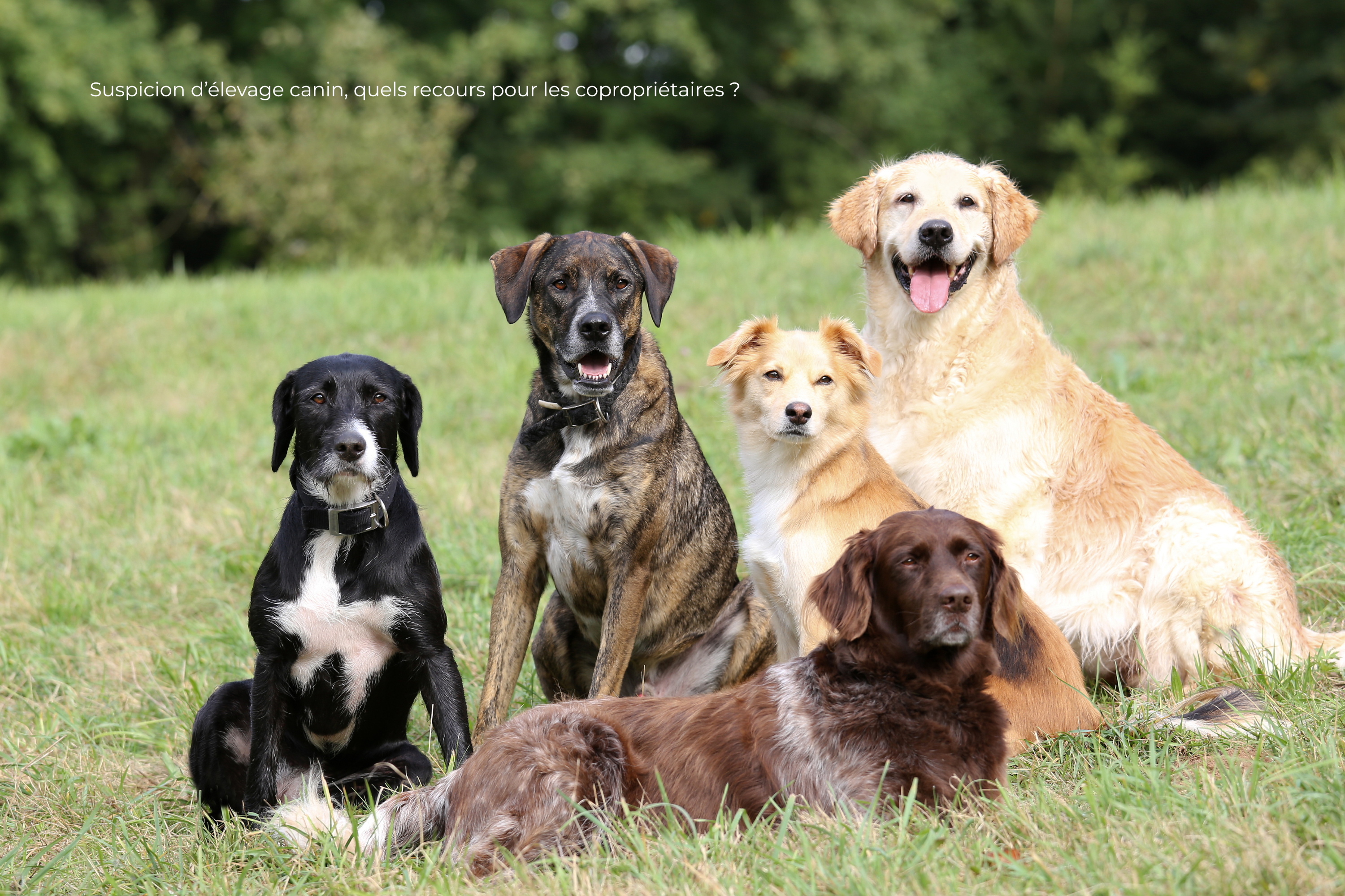 5 chiens dans l'herbe