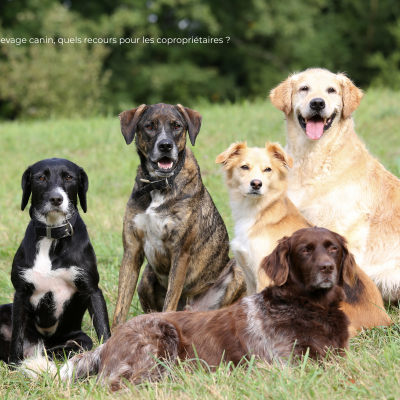 5 chiens dans l'herbe